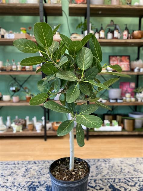 Ficus audrey tree. Things To Know About Ficus audrey tree. 